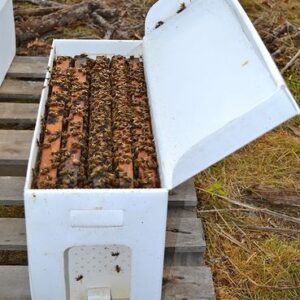 5 Frame NUC w/laying queen - Italian