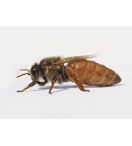 Queen bee